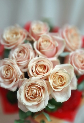 12 pink Rose's